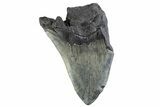 Partial Fossil Megalodon Tooth - South Carolina #374913-1